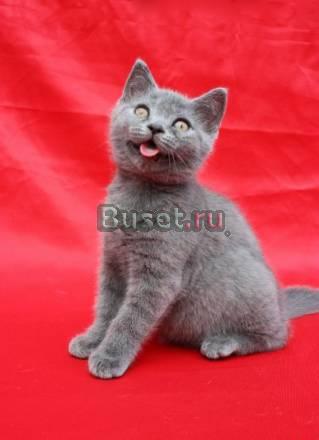 Шотландская короткошерстные котята Санкт-Петербург