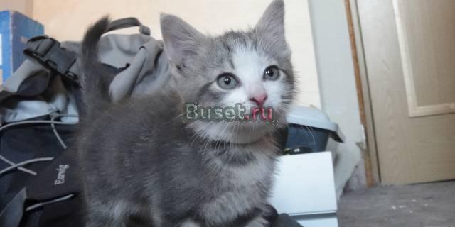 Хочу приютить котёнка Санкт-Петербург