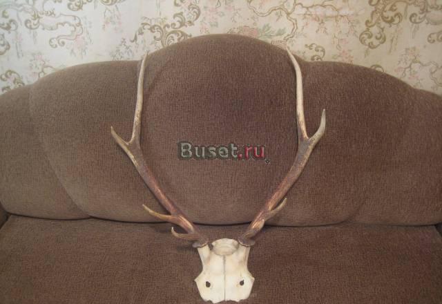 Продам рога (лось, олень, горный козел) Санкт-Петербург