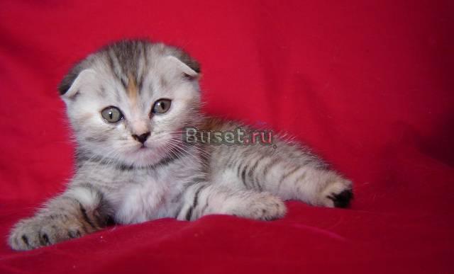 Шотландские котята различных окрасов Санкт-Петербург