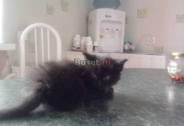 Отдам в хорошие руки черненьких котят Челябинск