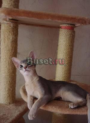 Абиссинская кошечка Москва