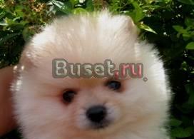 Шпиц померанский щенки Москва