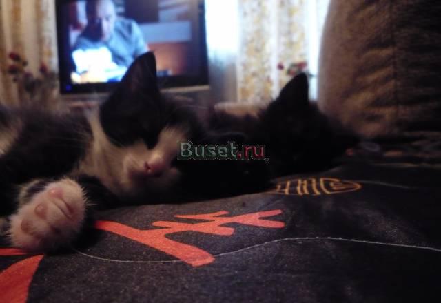Отдам котят Тюмень