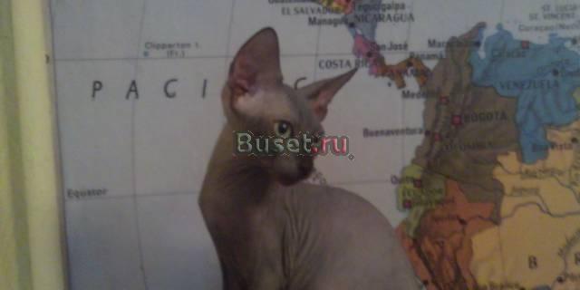 Котята Канадского сфинкса Москва