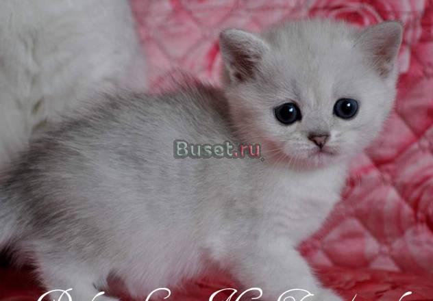 Роскошные котята-шиншиллы с изумрудными глазами Москва