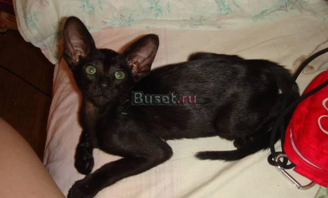 Предлагаю котят различных окрасов Тюмень