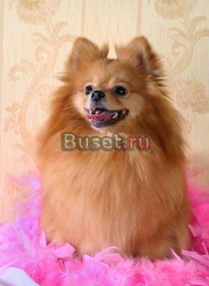 Мальчик шпиц ждет хозяев Санкт-Петербург