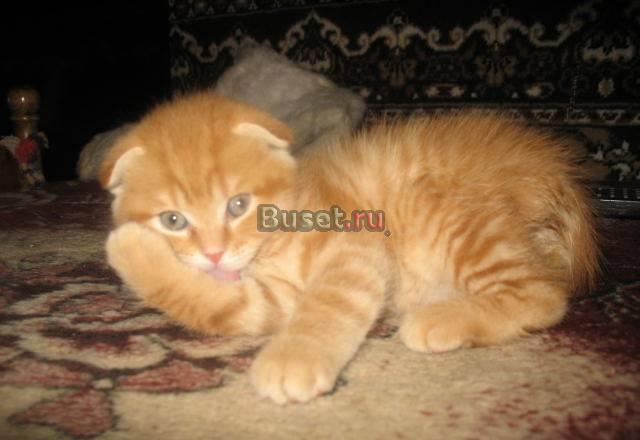 Рыжий вислоухий котик Москва