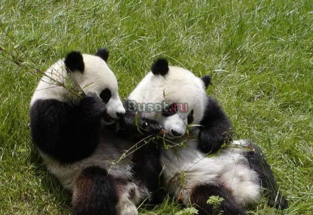 Визы в Китай Москва