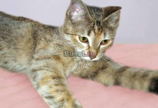 В дар молоденькая кошечка Ероша, метис абиссинки Москва