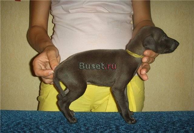 Левретка, щенки, продаю Волгоград