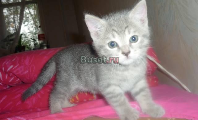 Продам плюшевую британскую кошечку Екатеринбург
