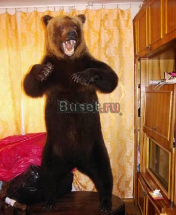 Чучело медведя Москва