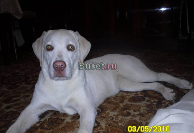 Продаю лабрадора Клин
