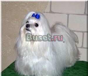 Мальтезе. Мальтийская болонка. Есть мини Москва