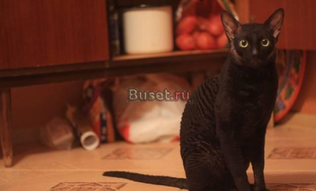 Кот корниш рекс приглашает кошек на вязку Санкт-Петербург