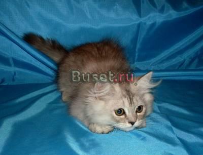 Персидский котик Москва