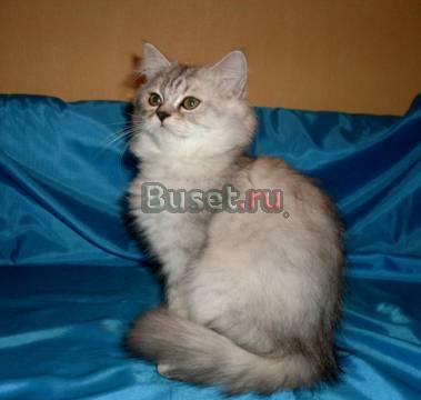 Персидские котята серебристого окраса Москва