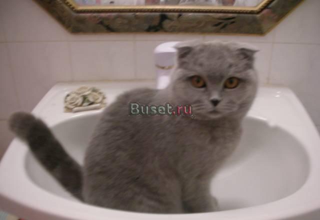 Британские котята 2 мальчика Москва
