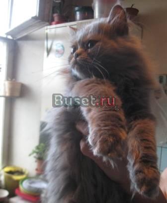 Замечательные котята Москва
