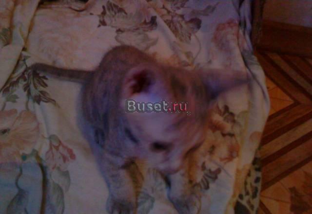 Продажа котят Санкт-Петербург
