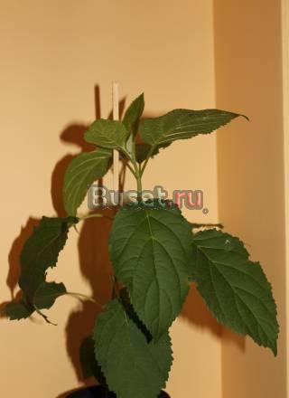 Гортензия сорт "Грандифлора" Москва