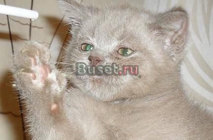 Чистокровный британский плюшевый котик Москва