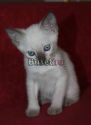 Сиамские (тайские) котята Москва