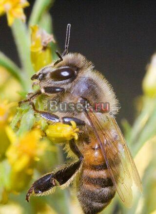 Мёд башкирии Москва