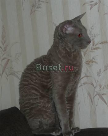 Корниш-рекс ищет  интим за деньги.Лиловый Нижний Новгород