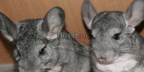 Девочка шиншиллы в ответственные руки Москва