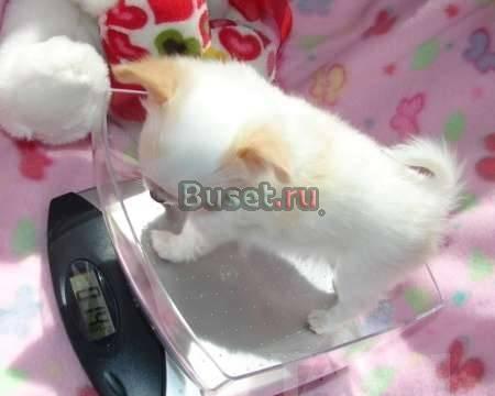 Чихуа-хуа для Вас" Краснодар