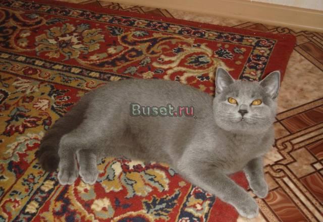 Шотландские котята (Скоттиш страйт) Санкт-Петербург