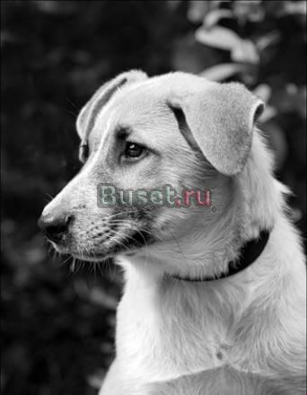 Отдам щенка хорошим людям Санкт-Петербург