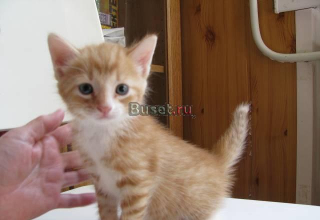Разноцветные котята в добрые руки Санкт-Петербург