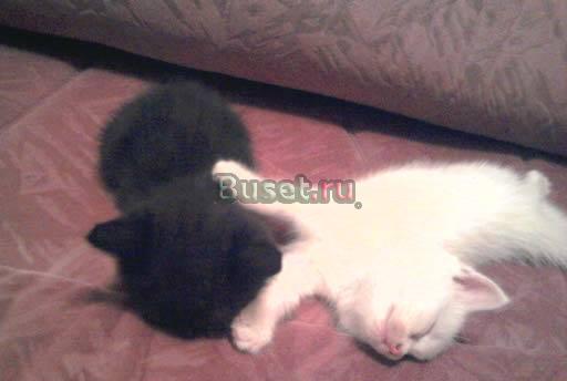 Котята ищут дом Москва