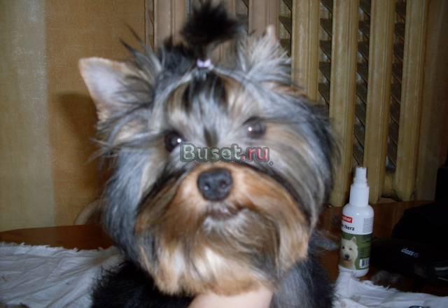 Стрижка собак Санкт-Петербург