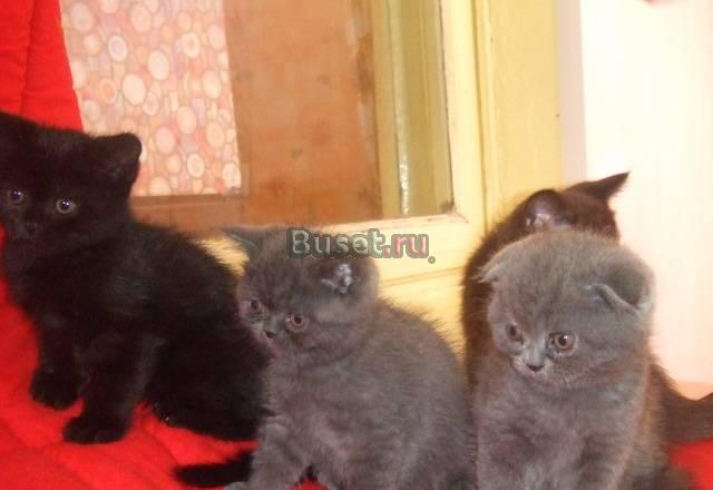 Британские котята Краснодар