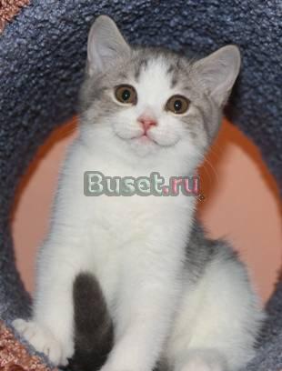 Британский котик 2,5 мес. в ответсвенные руки Самара