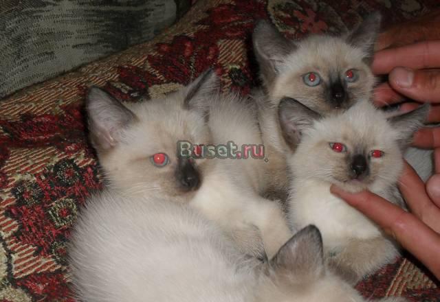 Продам сиамских котят за символическую цену Челябинск