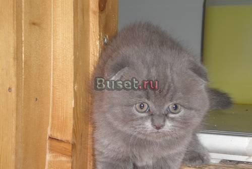 Вислоухие котята Санкт-Петербург