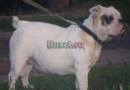Куплю демисезонный комбенизон на Анг.бульдога Екатеринбург