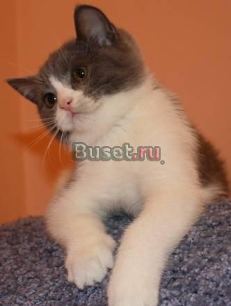 Британский котик 2,5 мес. в ответственные руки Самара