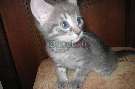 Серый котенок-девочка ищет друга Москва