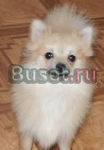 Карликовый шпиц, мальчик-подросток Москва