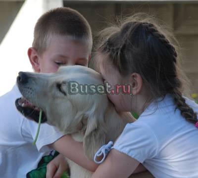 Щенки золотистого ретривера от Чемпионов Санкт-Петербург