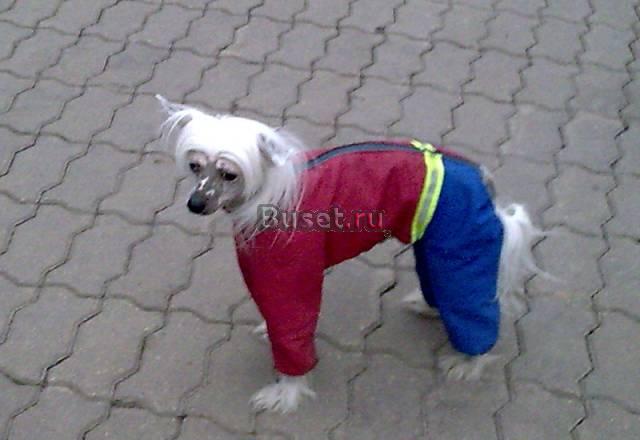 Для вязки кобель китайской хохлатой Москва