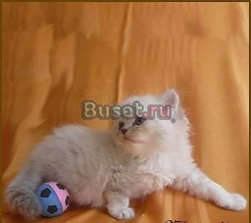 Длинношерстный шотландский котик Санкт-Петербург