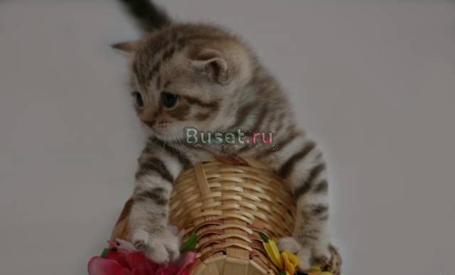 Рисунчатые британские котята Санкт-Петербург